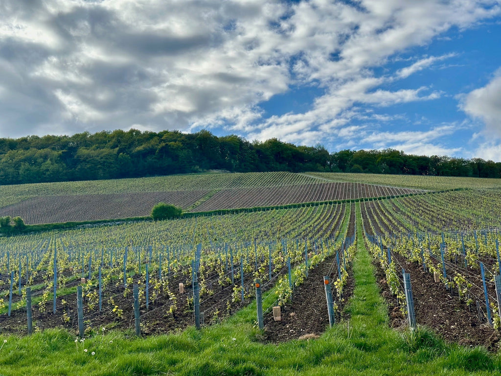 Die Kunst des Champagners: Unser Besuch bei Lilbert-Fils und Thierry Fournier